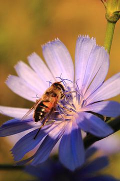 Wesp opzoek naar nectar van Assia Hiemstra
