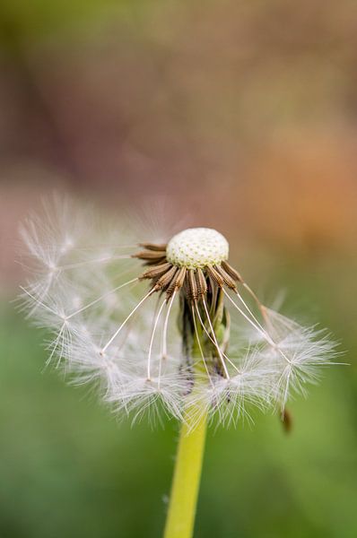 paardenbloem by Corine Harkes