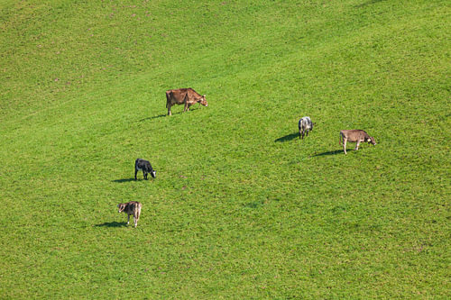 Cows on the mountain pastures