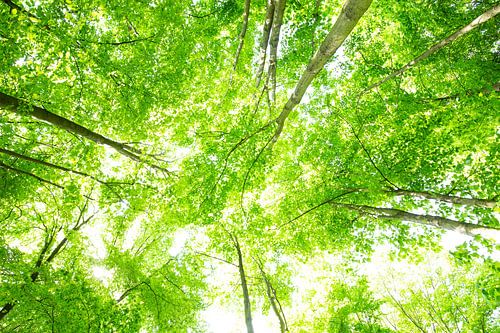 Huge treetops