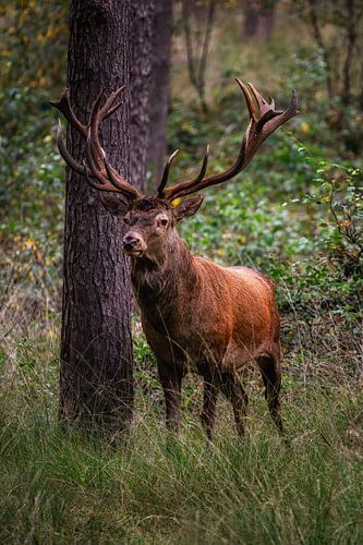 Statig damhart op de Veluwe