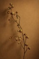 Silence in Earth tones