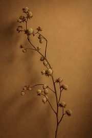 Silence in Earth tones by WALL of Roots