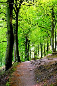 Mai dans la forêt