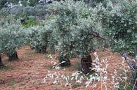 Olivenbäume mit Frühlingsblüte von Inge Hogenbijl Miniaturansicht
