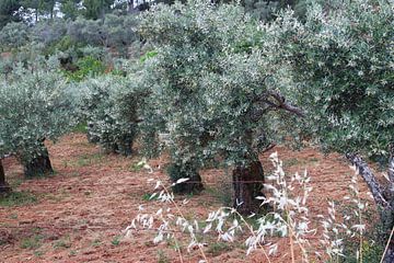 Olive trees with spring blossom by Inge Hogenbijl