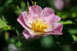 Fleur de rose sauvage rose sur Christoph Hermann