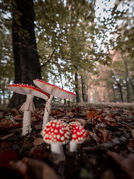 mushrooms in snakeburg by Roy Kreeftenberg