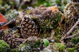 Pine cone on forest floor by Roland Brack