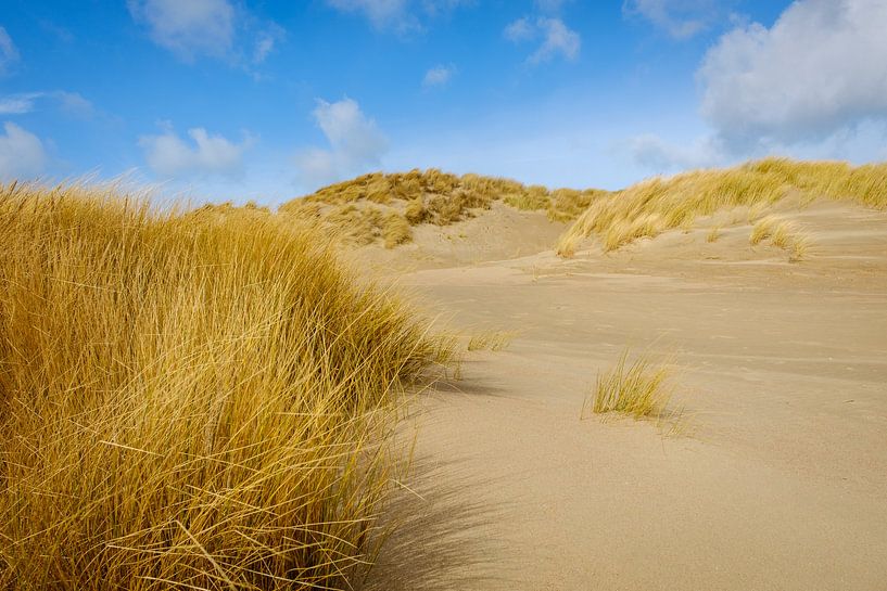 Dune grass by Johan Vanbockryck