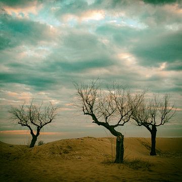 Bomen op strand #1
