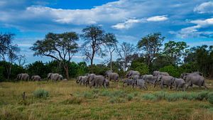 Large Herd of African Elephants Migrating Across Savanna