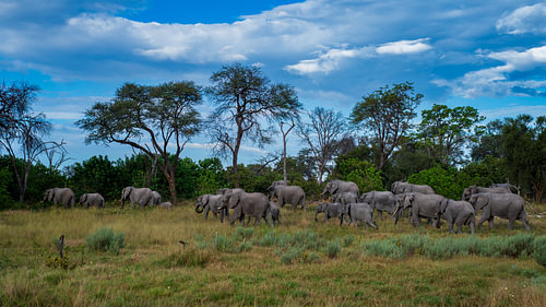 Large Herd of African Elephants Migrating Across Savanna