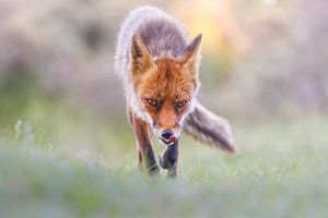 renard affamé