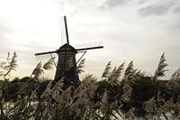Mill at Kinderdijk II