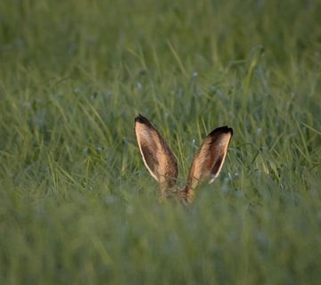 mijn naam is haas by renata de wit