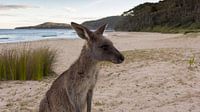 Kangoeroe op Pebbly Beach  van Chris van Kan thumbnail