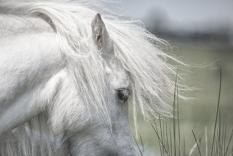 Horse by ingrid schot