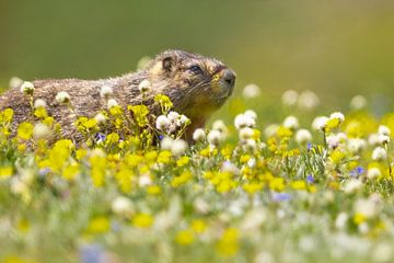 marmot tussen de bloemetjes van Kris Hermans