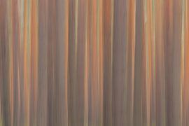 Waldkiefern Wald von Sven-Erik Arndt