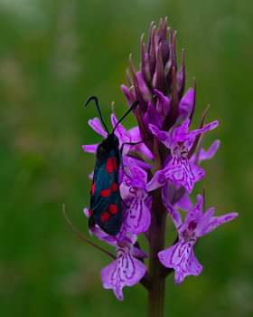 Orchis des marais tacheté et papillon de la Saint-Jean