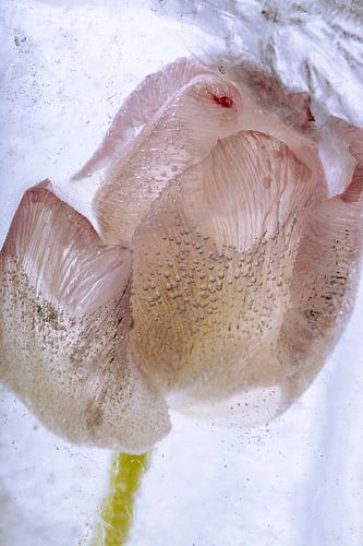 Tulpe in kristallklarem Eis 1