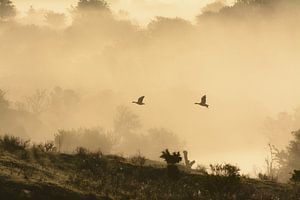 Des oies dans le brouillard sur Remco Van Daalen