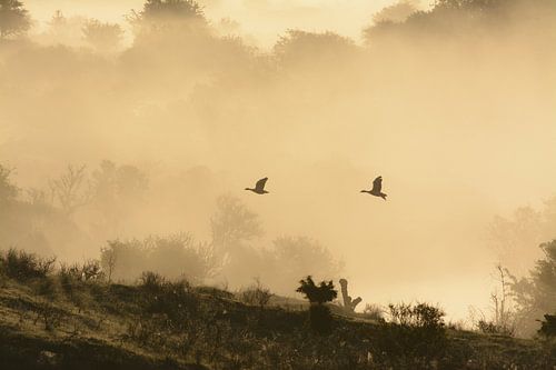 Ganzen in de mist van Remco Van Daalen