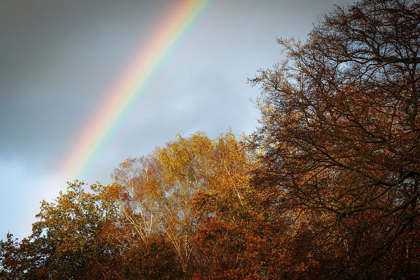 Regenbogen im Wald von Peter Beks