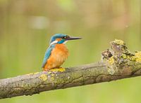 Ijsvogel /Common Kingfisher