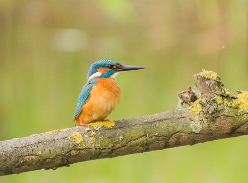 Ijsvogel /Common Kingfisher