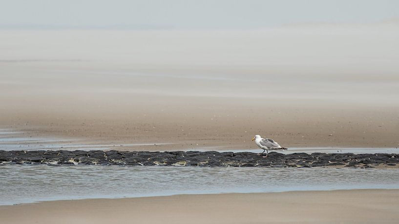 Animaux 4 par Mariëlle de Valk