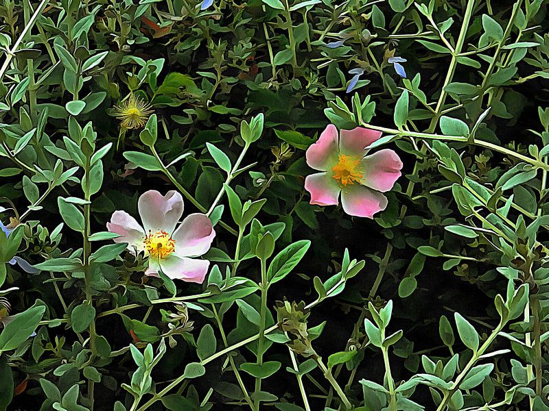 A Dog Rose Peeks Through van Dorothy Berry-Lound