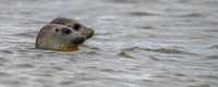 Seal release on the island of Texel by Marcel Pietersen thumbnail