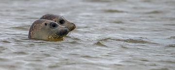 Zeehonden vrijlaten op het eiland Texel