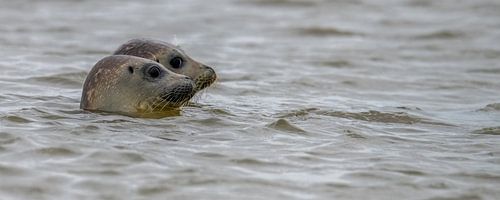 Zeehonden vrijlaten op het eiland Texel van Marcel Pietersen