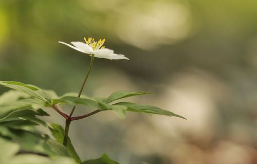 Wood anemone