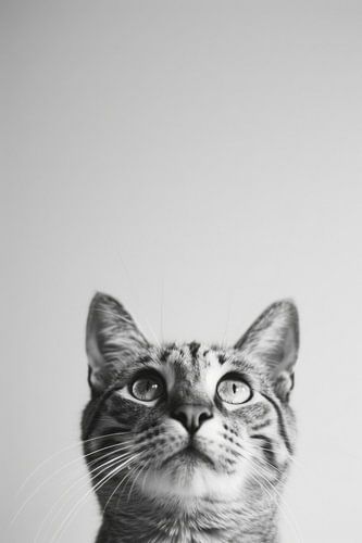 Katten portret