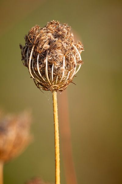Flower bud of a wild carrot in autumn by Fotografie Jeronimo