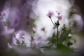 Wunderbarer Morgen von Bob Daalder