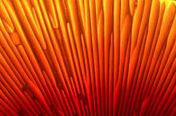 Orange 1 von Colors of the Jungle by Simon Kuyvenhoven Miniaturansicht
