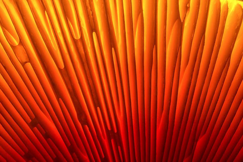 Orange 1 von Colors of the Jungle by Simon Kuyvenhoven