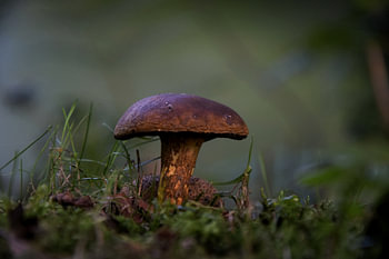 (Birke) Steinpilz unter dem Gras