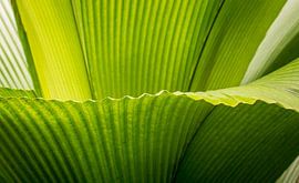 Varen by Pieter Heres