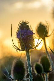 Grand épervier dans la soirée. sur Jurjen Jan Snikkenburg