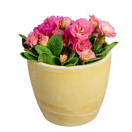Des primevères roses dans un pot de fleurs sur fond blanc