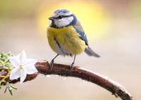 Blue tit on branch with blossom and raindrops in spring