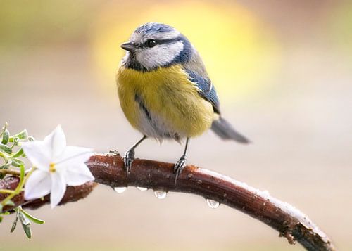Blue tit on branch with blossom and raindrops in spring