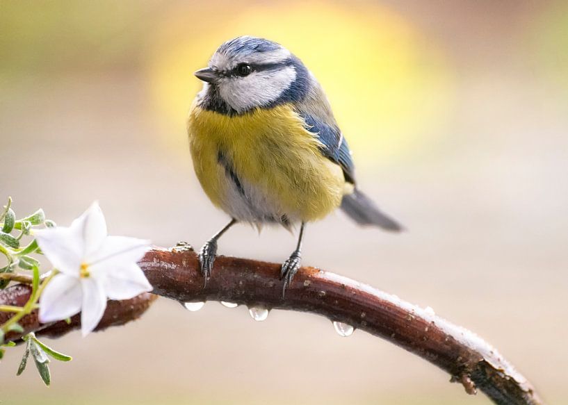 Blue tit on branch with blossom and raindrops in spring by Christa Krus