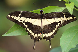 Papillon « papillon géant de l'Est » sur Russell Hinckley